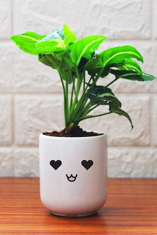 Good Luck Air Purifying Silver Syngonium Plant In Love Emoji White Ceramic Pot